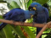  Pair Of Hyacinth Macaw Parrot For Adoption